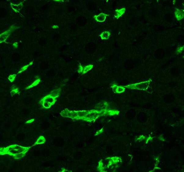 Mouse CLEC4F/CLECSF13 Antibody AF2784