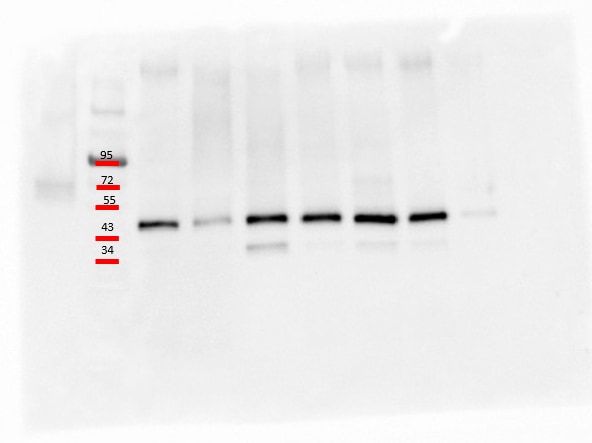 Mouse MFG‑E8 Antibody AF2805