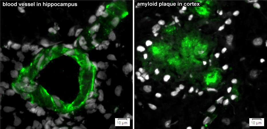Mouse MFG‑E8 Antibody AF2805