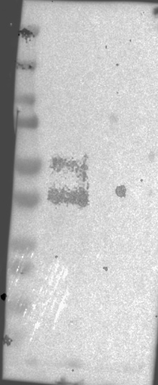 Mouse MFG‑E8 Antibody AF2805