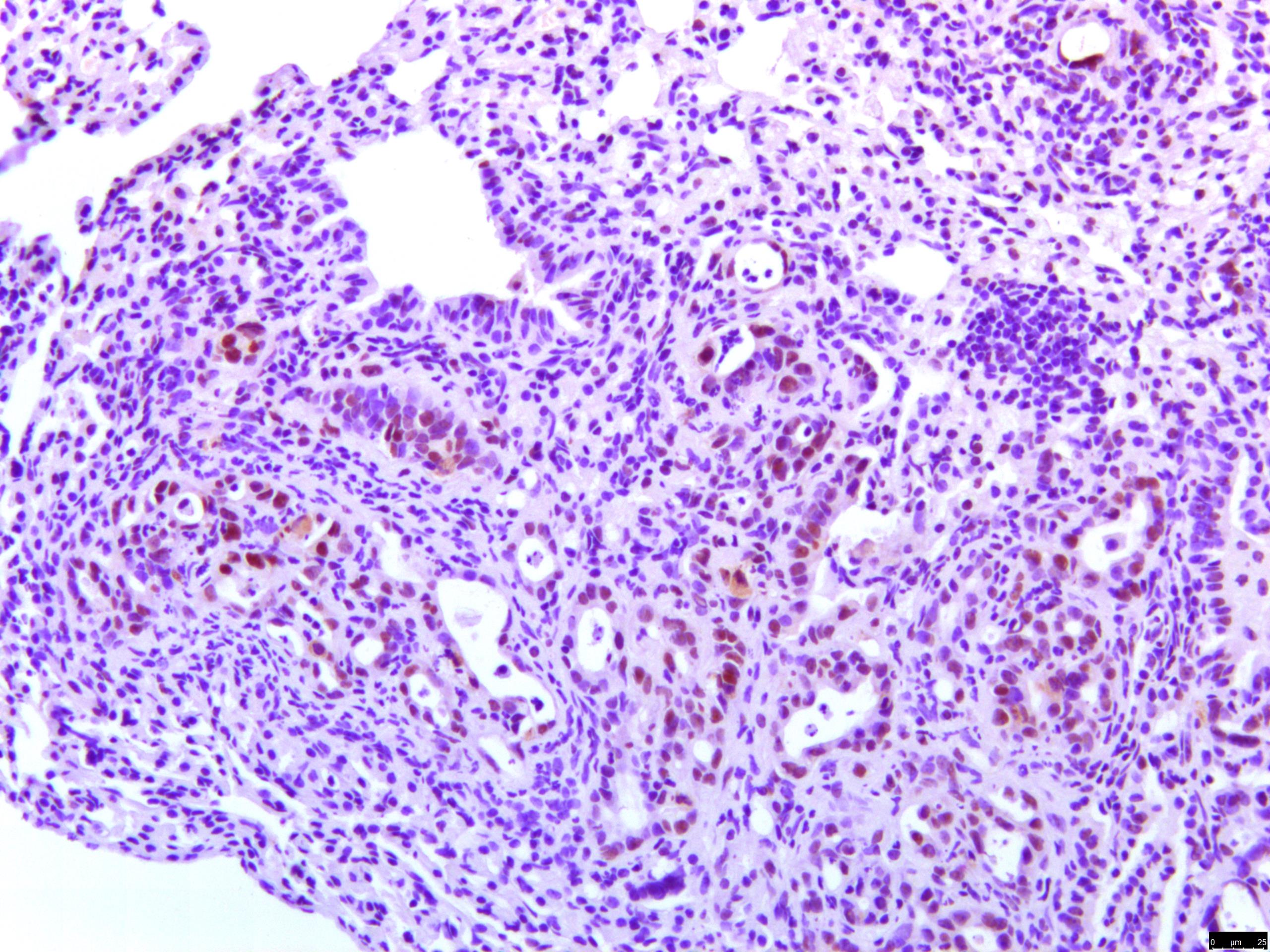 Mouse SPARC-like 1/SPARCL1 Antibody AF2836
