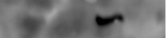 Human/Mouse/Rat AMPK alpha 2 Antibody AF2850