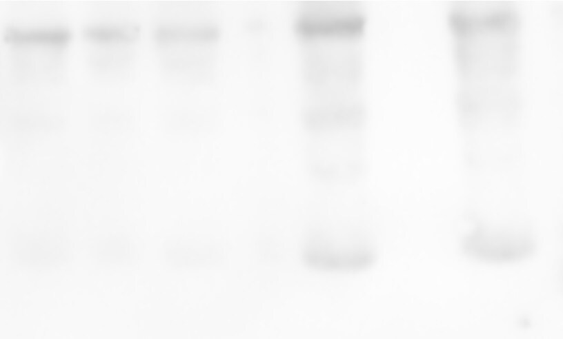 Human/Mouse/Rat AMPK beta 1 Antibody AF2854
