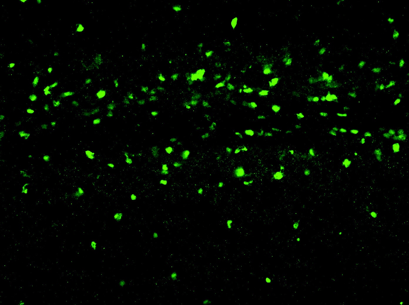 Human SOX10 Antibody AF2864