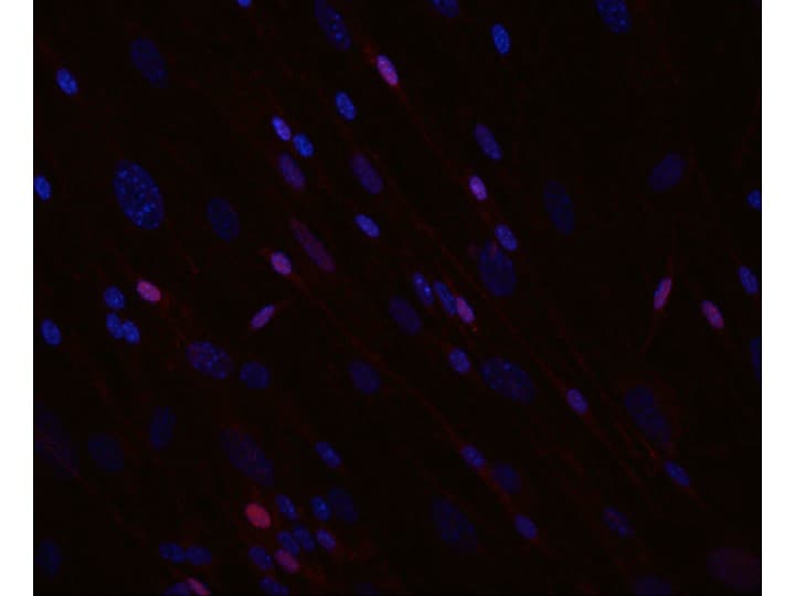 Human SOX10 Antibody AF2864
