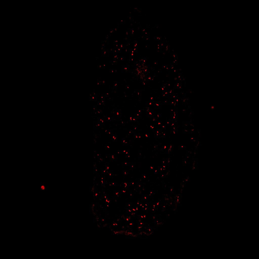 Human SOX10 Antibody AF2864