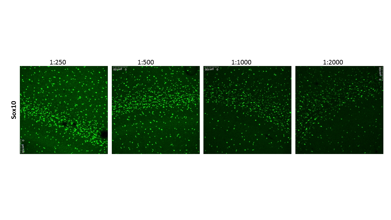 Human SOX10 Antibody AF2864