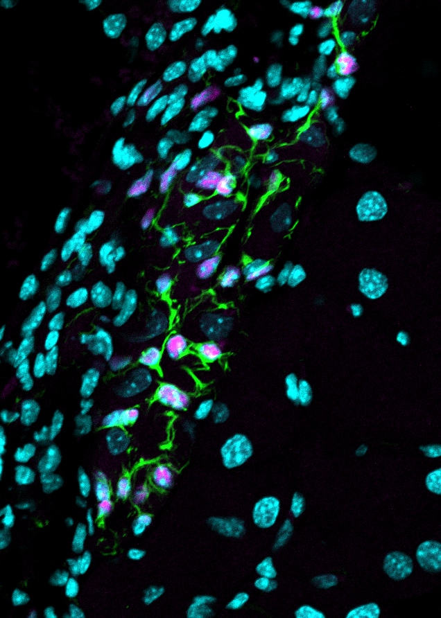 Human SOX10 Antibody AF2864