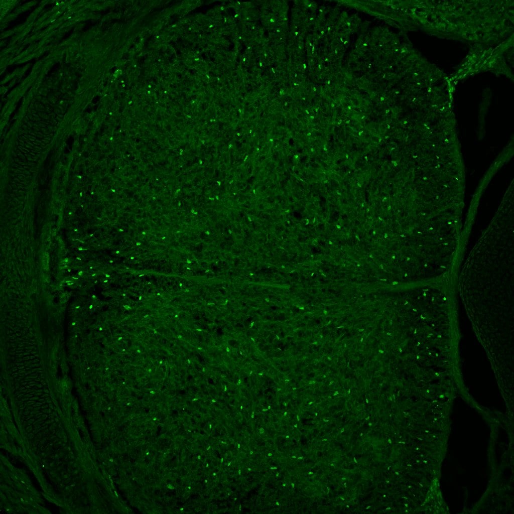 Human SOX10 Antibody AF2864