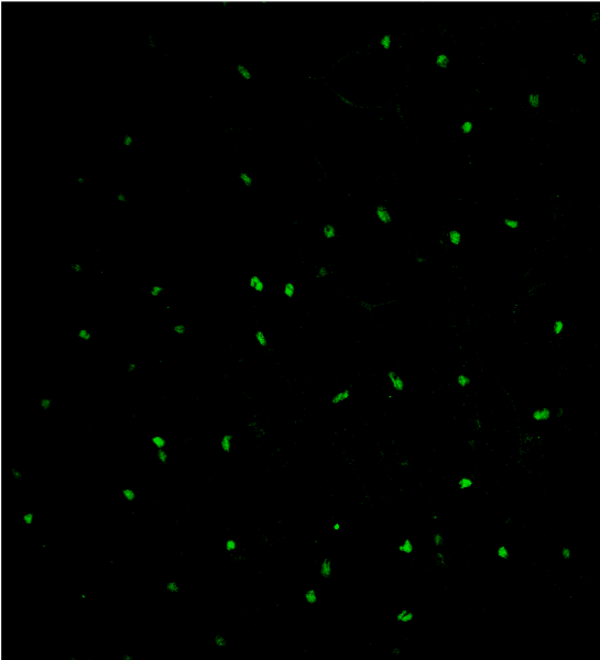 Human SOX10 Antibody AF2864