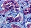 Human/Mouse Phospho-STAT1 (Y701) Antibody AF2894