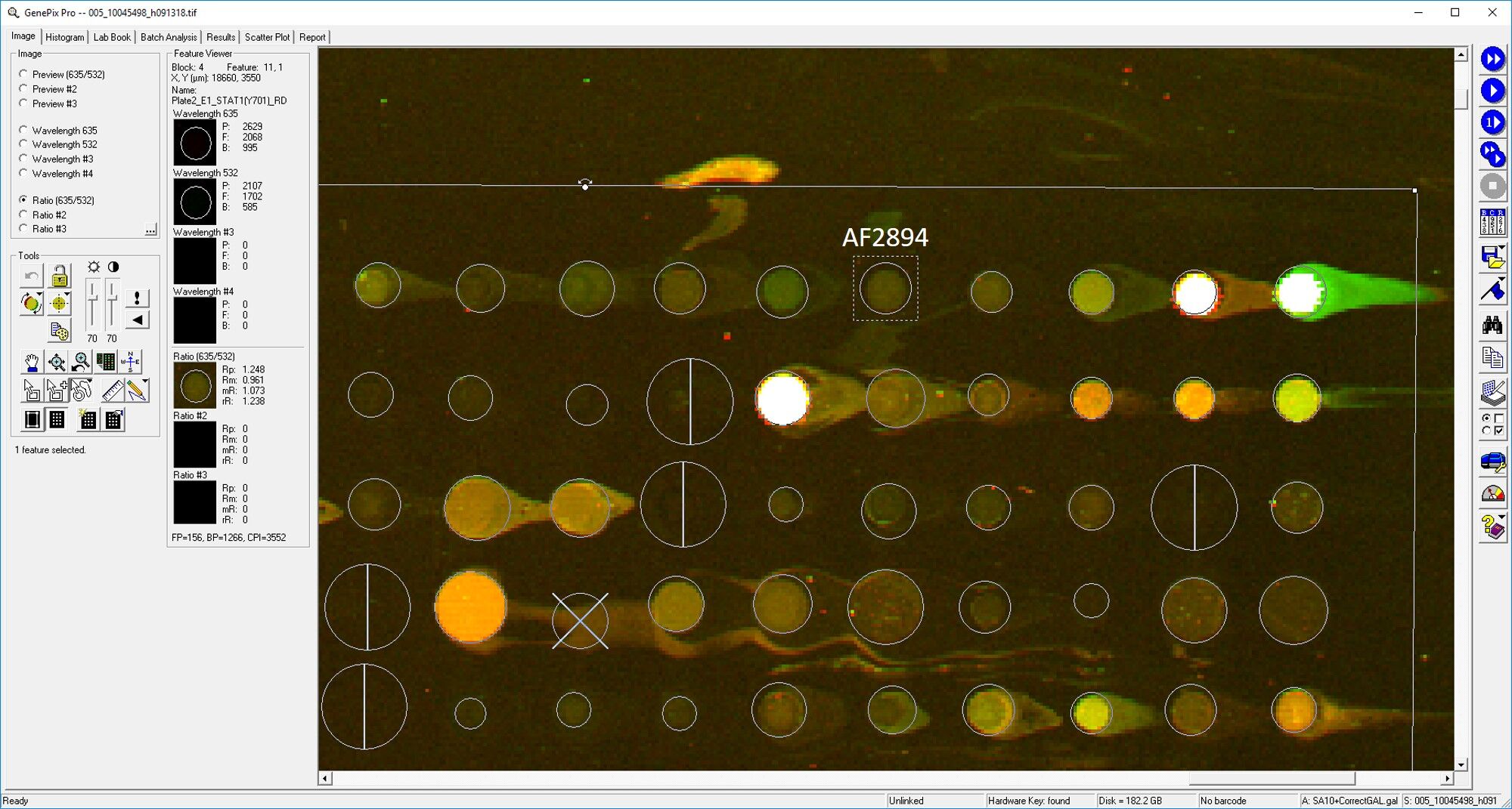 Human/Mouse Phospho-STAT1 (Y701) Antibody AF2894
