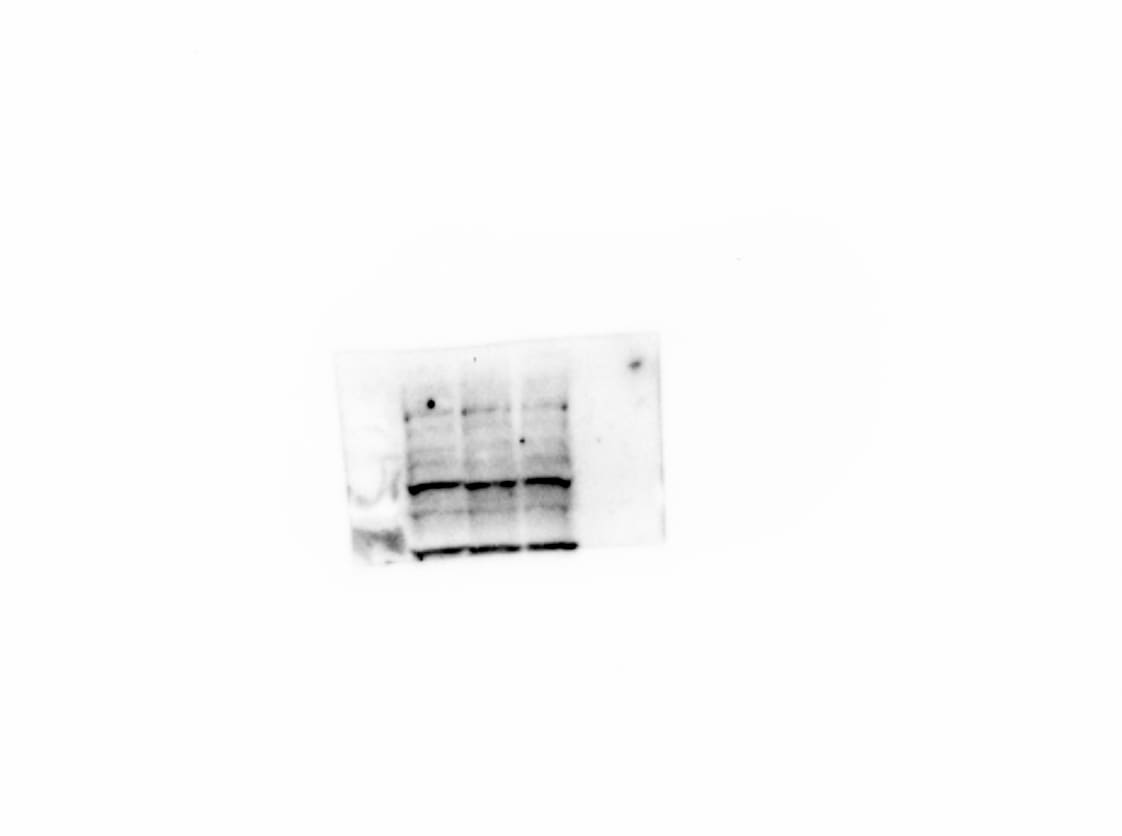 Human/Mouse Phospho-STAT1 (Y701) Antibody AF2894