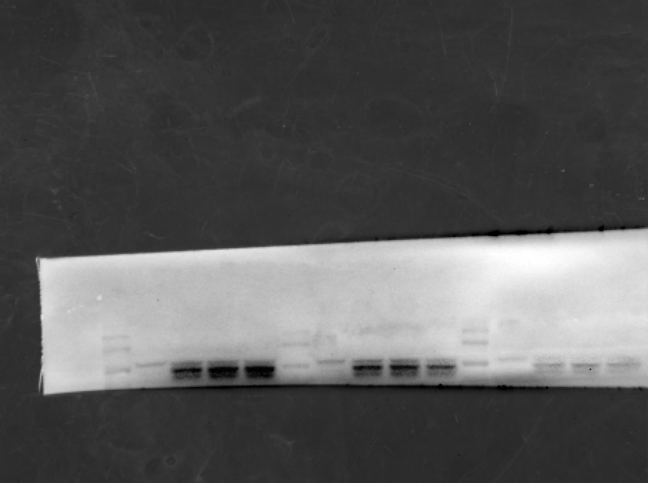 Human/Mouse Phospho-STAT1 (Y701) Antibody AF2894