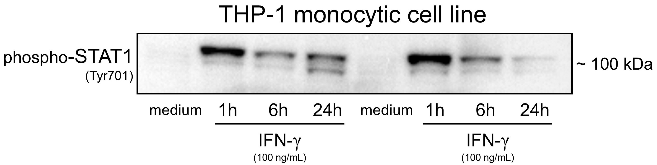 Human/Mouse Phospho-STAT1 (Y701) Antibody AF2894