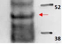 Mouse Carboxypeptidase B1/CPB1 Antibody AF2898