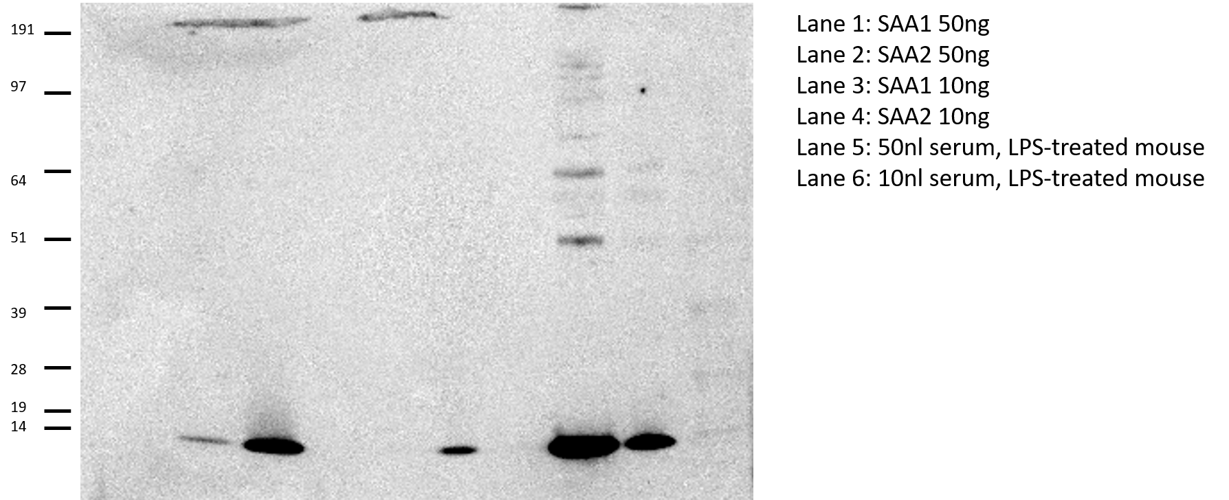 Mouse Serum Amyloid A1/A2 Antibody AF2948