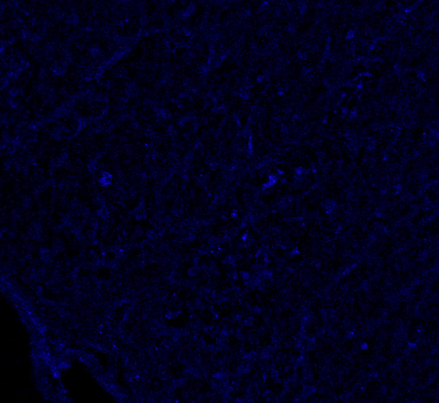 Mouse Serum Amyloid A1/A2 Antibody AF2948