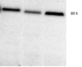 Mouse Periostin/OSF‑2 Isoform 2 Antibody AF2955
