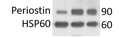 Mouse Periostin/OSF‑2 Isoform 2 Antibody AF2955