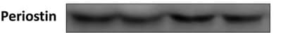 Mouse Periostin/OSF‑2 Isoform 2 Antibody AF2955