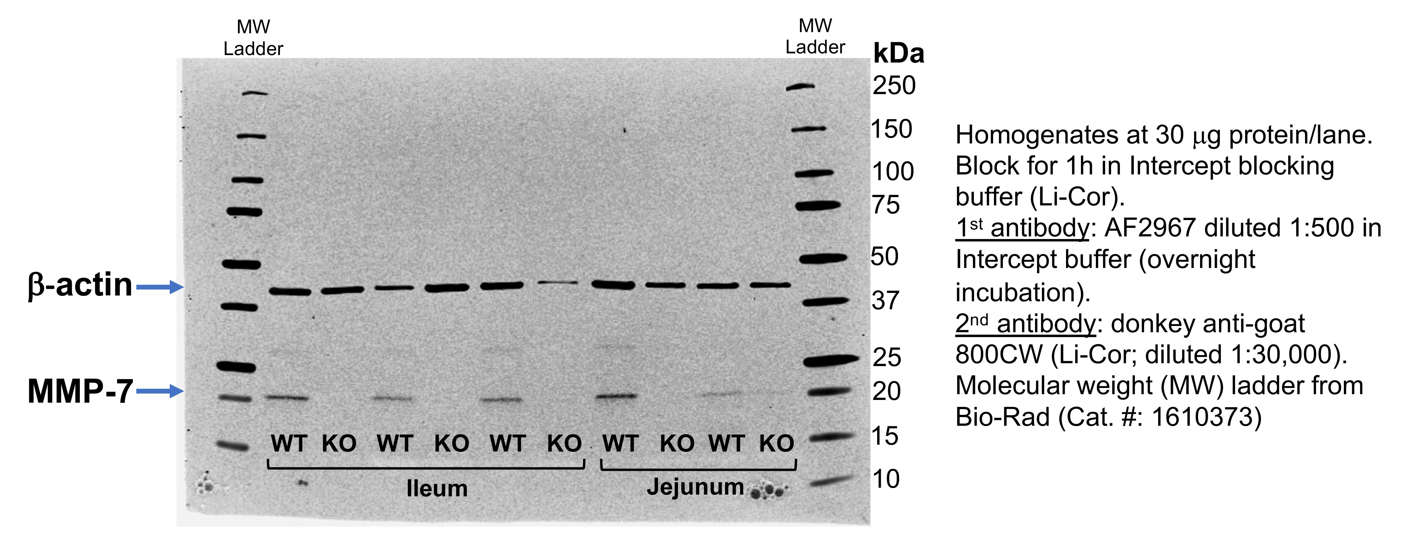 Mouse MMP‑7 Antibody AF2967