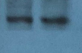 Human/Mouse/Rat LAR Antibody AF3004