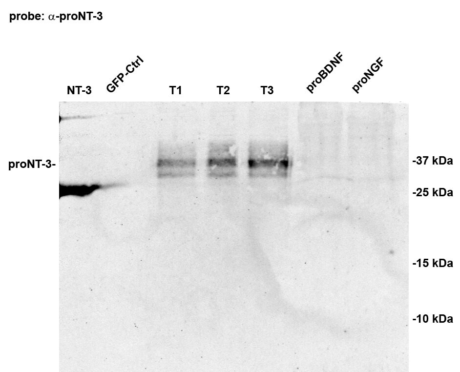 Human NT‑3 Propeptide Antibody AF3056