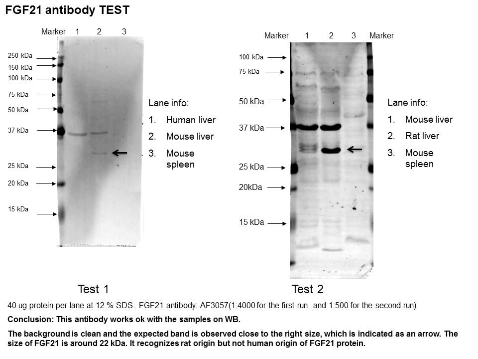 Mouse FGF‑21 Antibody AF3057