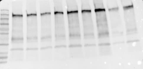 Human Thrombospondin‑1 Antibody AF3074