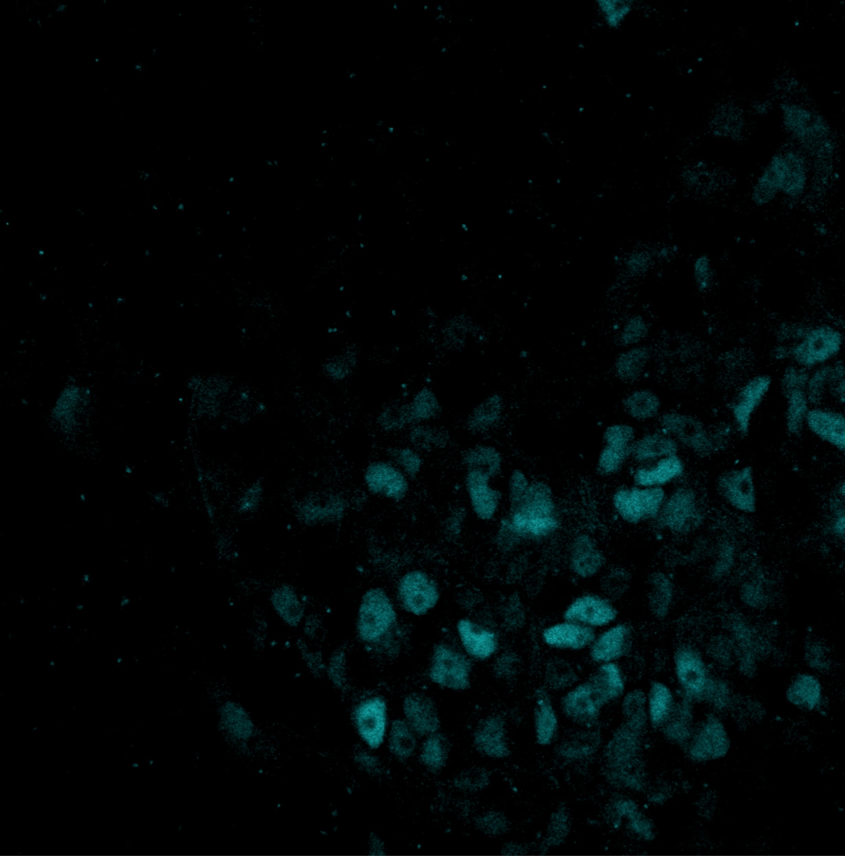 Human SOX9 Antibody AF3075