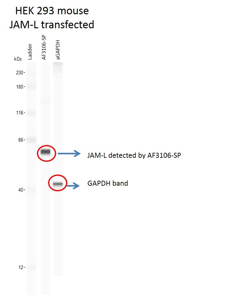 Mouse AMICA/JAML Antibody AF3106
