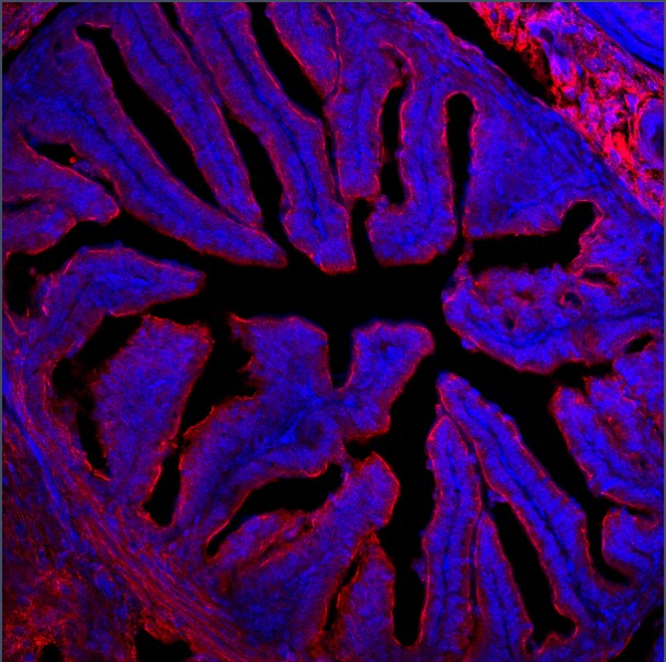 Human/Mouse/Rat IGSF8/CD316 Antibody AF3117