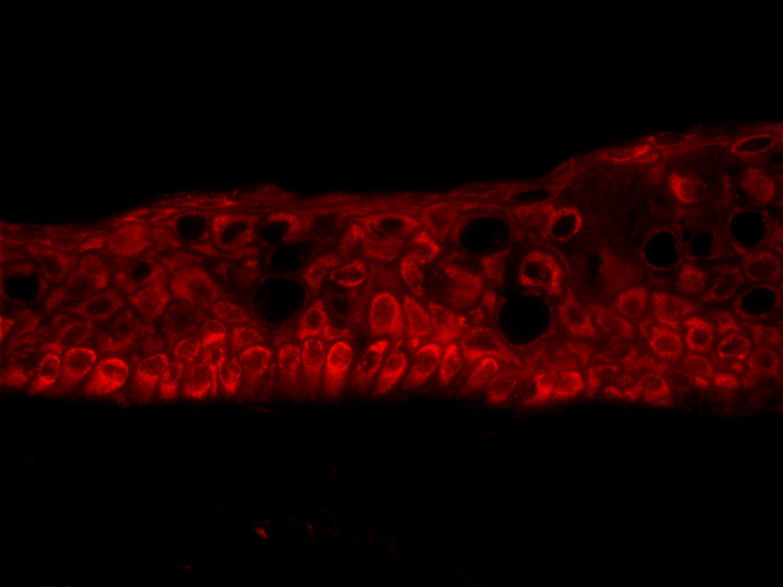 Human Frizzled‑6 Antibody AF3149