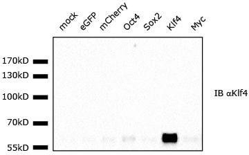 Mouse KLF4 Antibody AF3158
