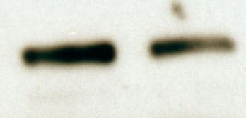 Mouse Nephrin Antibody AF3159