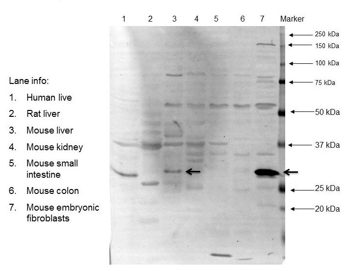 Mouse/Rat HO‑1/HMOX1/HSP32 Antibody AF3169