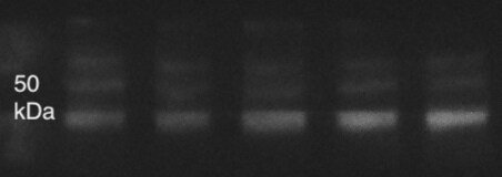 Mouse Coagulation Factor III/Tissue Factor Antibody AF3178