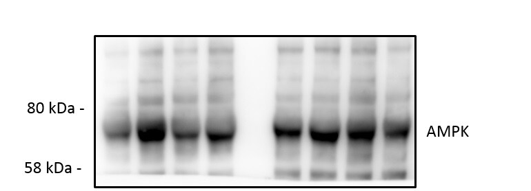Human/Mouse/Rat AMPK alpha 1 Antibody AF3197