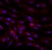 Human Serpin D1/Heparin Cofactor II Antibody AF3198