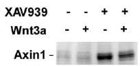 Human/Mouse/Rat Axin‑1 Antibody AF3287
