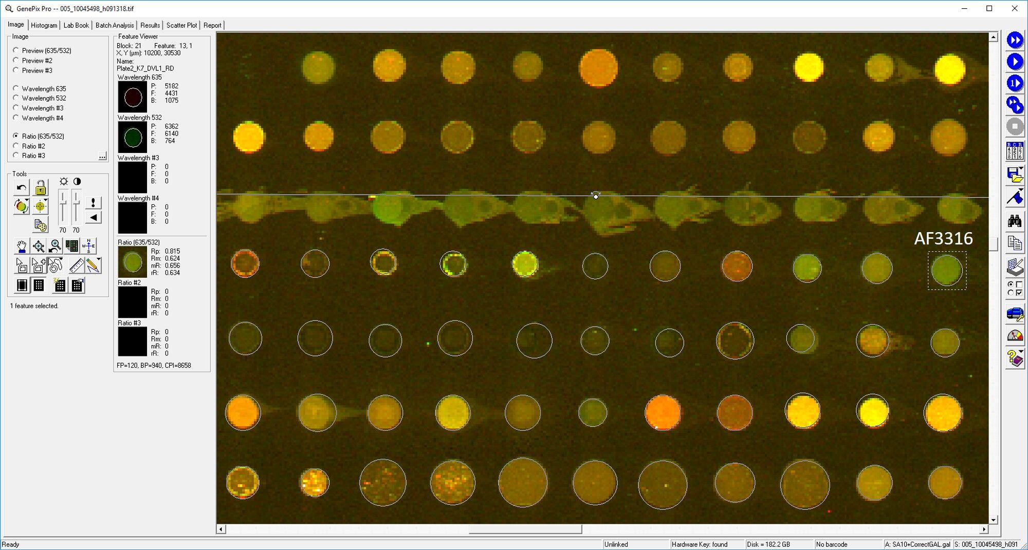 Human Dishevelled‑1 Antibody AF3316