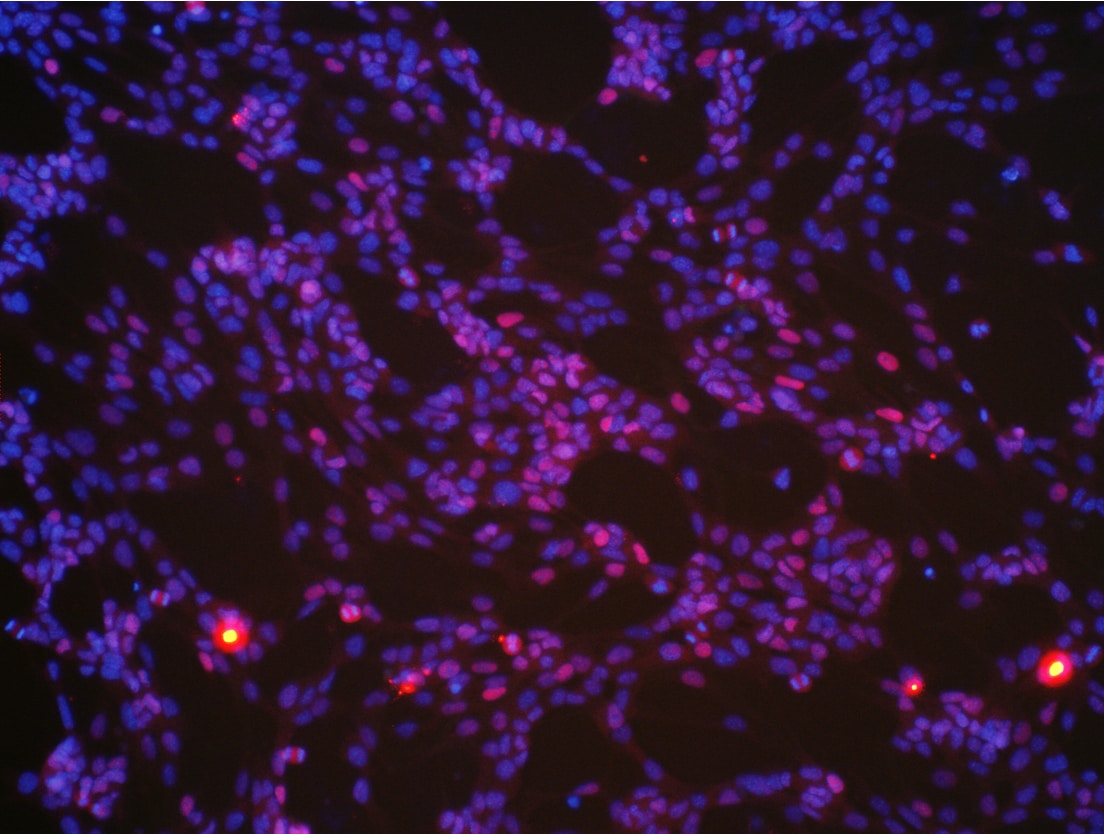 Human/Mouse/Rat SOX1 Antibody AF3369