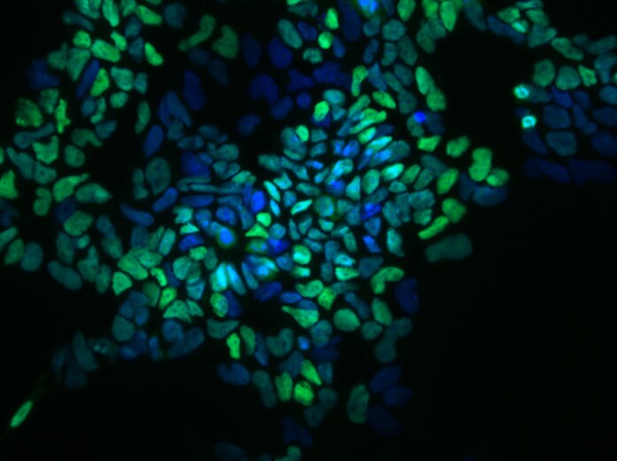 Human/Mouse/Rat SOX1 Antibody AF3369