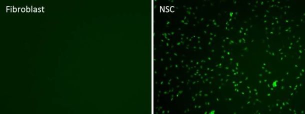 Human/Mouse/Rat SOX1 Antibody AF3369