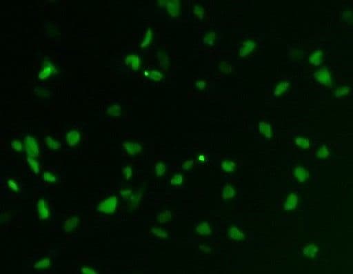 Human/Mouse/Rat SOX1 Antibody AF3369