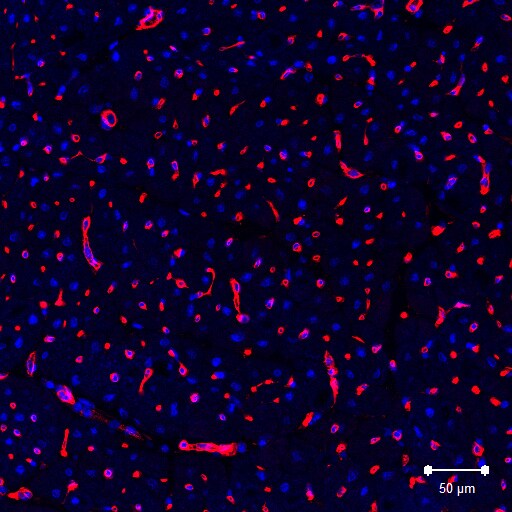 Porcine CD31/PECAM‑1 Antibody AF3387