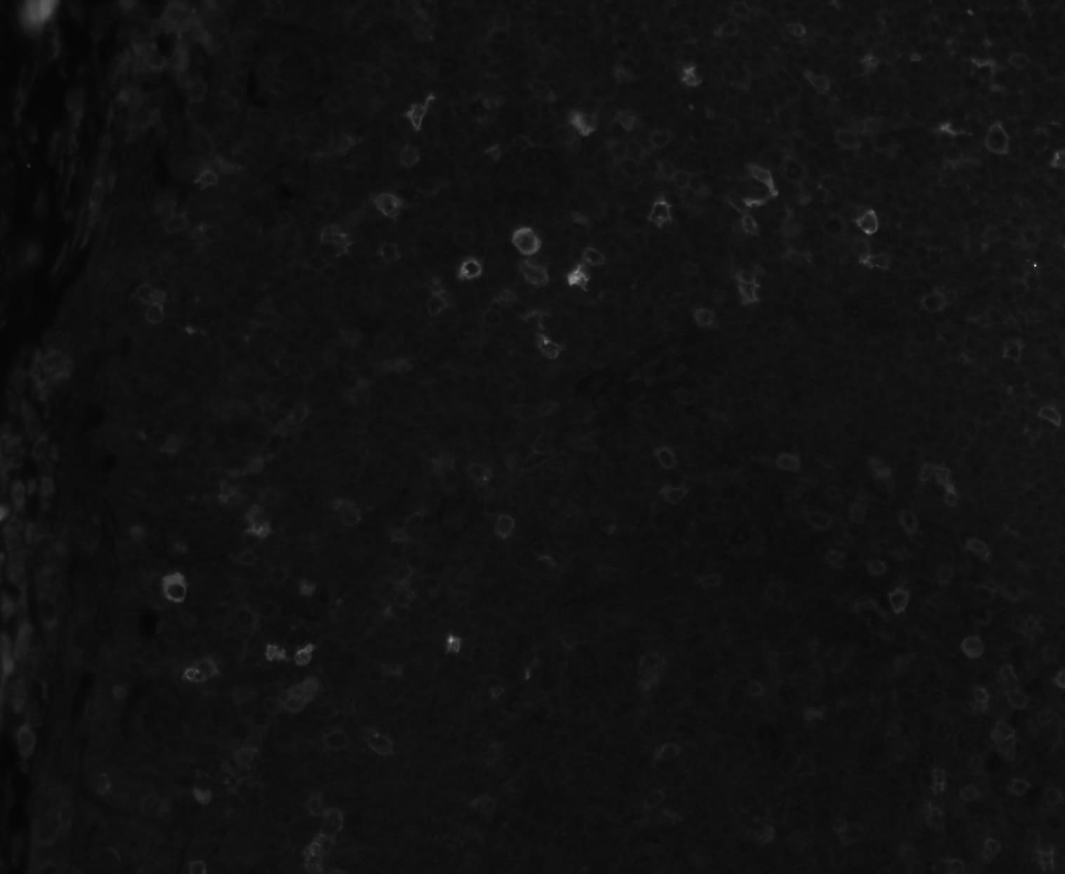 Human OX40/TNFRSF4 Antibody AF3388