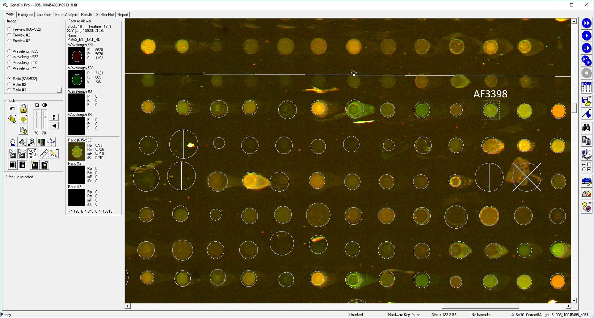 Human/Mouse/Rat Catalase Antibody AF3398