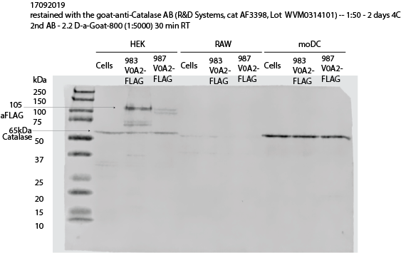 Human/Mouse/Rat Catalase Antibody AF3398